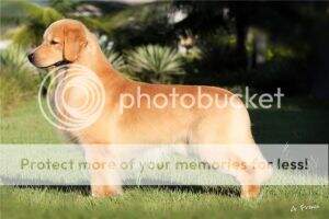 ch.inicial,ch.puppy,ch.young PERFECT GOLDEN SET POINT