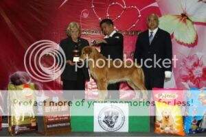 Th.Ch. Royal Gold's CJ Logan