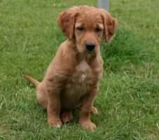 Gundog?s Choice Blair