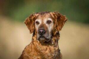 Gundog's Choice Brooklyn Gundog's Choice Brooklyn