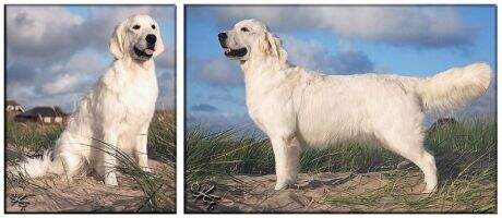 Jako's As Time goes on for Scully Jako's As Time goes on for Scully