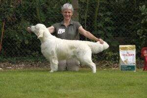 Germ. Junior Ch. Germ. VDH & Club Ch. Hotline No Hills Austrian Ch.Belgian Sh.Ch. Lux. Ch