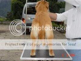 MAGNO GOLDEN RAYEENA
