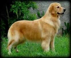 Magu's Golden Azaleia