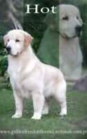 PuppyCh. Golden Freedom SF I Left My Heart