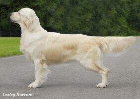 Angelusparks Elsa's Caelan de Fenwood LPW