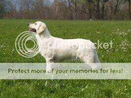 Swiss CH Siria of Goldenlove