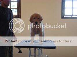 ch.inicial,ch.puppy PERFECT GOLDEN BACKFIELDS CHILLAN