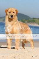 ch.inicial,ch.puppy,ch.jovem PERFECT GOLDEN GRAIN