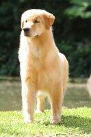 Br CH/Br GCH/Uru CH/Arg CH/PanAm CH. PERFECT GOLDEN SPOT