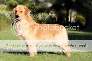 ch.inicial,ch.puppy,ch.jovem PERFECT GOLDEN BUNKER
