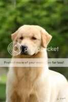 CH.INICIAL,CH.PUPPY PERFECT GOLDEN IRON