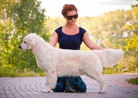 BLR CH PL/UKR/RUS/BLR/BREED 3хCACIB Candy Sweet BLR CH PL/UKR/RUS/BLR/BREED 3хCACIB Candy Sweet