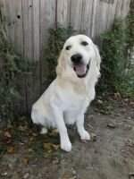 Ganwales Kokomo