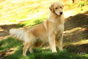 GoldenGael's Gorca Sunshine Zion