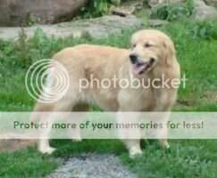 Cynazar BG's Beauty
