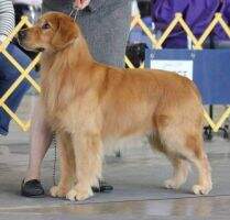 UKC & CH Hillside Just A Hunk Of Burnin' Love BN RA CGCA UKC & CH Hillside Just A Hunk Of Burnin' Love BN RA CGCA