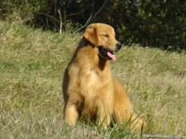 CH.PUPPY PERFECT GOLDEN FULL HAND