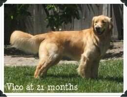 CCI's Vico