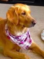 Turbo Sweet Golden Lady Bailey