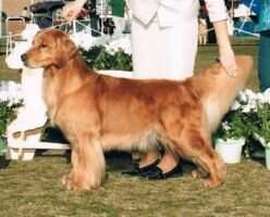 MBIS MBISS AM/CAN GCHP CH Shadowland's Paws For Applause At Tristar SAR-W MBISS MBVISS