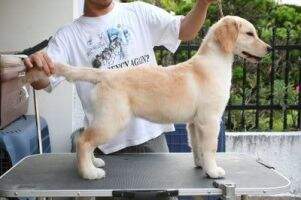 Spore CH CassiaGolden's Journey With Love