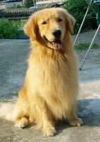 BUMA OF SAM KENNEL
