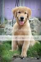 RIEZ OF SAM KENNEL