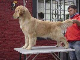 Nicole Habanero SB Golden Friend Forever Nicole Habanero SB Golden Friend Forever