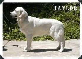 Guide Dogs' Taylor