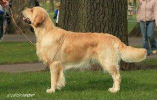 Shearstone Renegade At Darthill JW Shearstone Renegade At Darthill JW