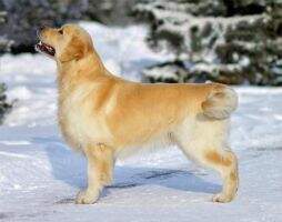MOL EST UA CH / UA Xanthous Sweet November FT DUCK MOL EST UA CH / UA Xanthous Sweet November FT DUCK