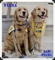 CCI's Viana CCI's Viana