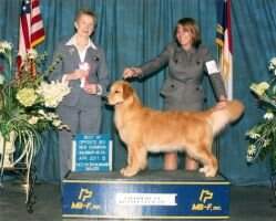 Bra Maximus Golden Trip American Beauty