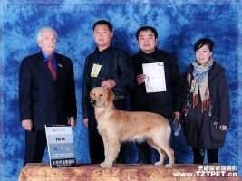 Afina of Jin Se Ming Xing Kennel