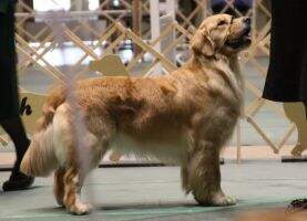 MBVISS BPISS UKC CH Maximus Golden Trip America's A'MazeNg Me MBVISS