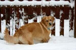 Gaelicgold Highland Laddie