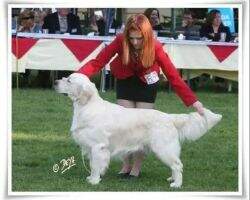HrvCH, Nat. Ability CH Lucky Luke Anima Candida HrvCH, Nat. Ability CH Lucky Luke Anima Candida