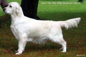 Have You Met Miss Jones Av Vervik Have You Met Miss Jones Av Vervik