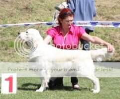 Interchamp.C.I.E. PL Ch.PL Jun.ClubWinner'10 Dewmist Severiano Ch Interchamp.C.I.E. PL Ch.PL Jun.ClubWinner'10 Dewmist Severiano Ch
