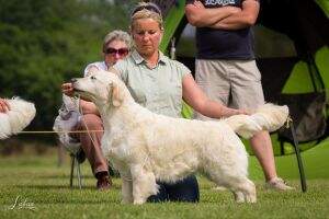 HSCH, SrbCh, SrbGrandCh, HVCH, ?VCH, SkVCH, MKSZVCH, CroVCH Shamrock Golden Dancer