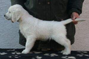 Lively Golden E?rendil