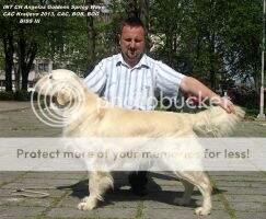 JCH.SRB CH.SRB Angela's Goldens Spring Wave