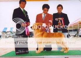 JKC Ch Moe Poraris Of Funky Diamind JP