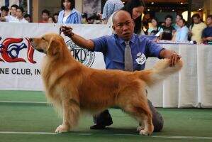 Ph HoF Exemplar Golden Dragon Phi