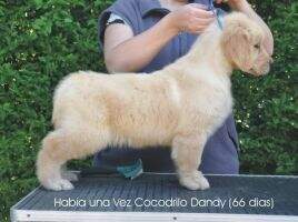 Habia una Vez Cocodrilo Dandy