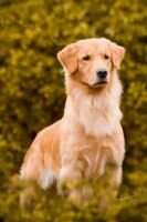 BR GOLDEN LEGACY SOGNO SENZA FINE BR GOLDEN LEGACY SOGNO SENZA FINE