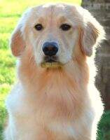 Passion's Luck O' The Irish Gracie BN