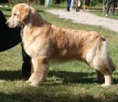 Golden Sunshine's Gorca Charlie