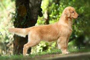 Br.Ch.Baby, Puppy, Junior, Golden Sunshine Gorca's Lola